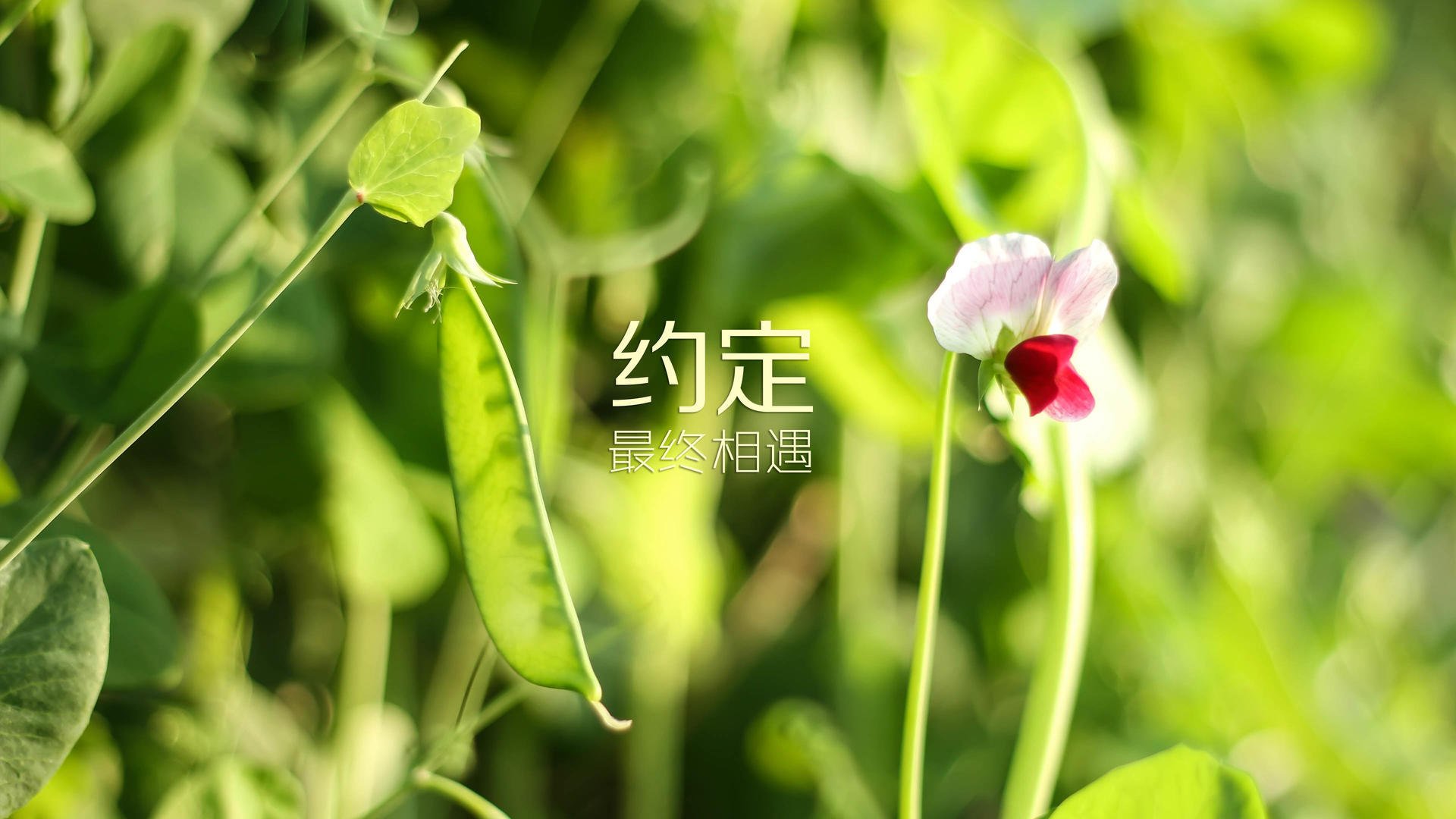 开云体育APP下载-墨西哥女足突破重围，实力暴露无遗，墨西哥女足联赛比分