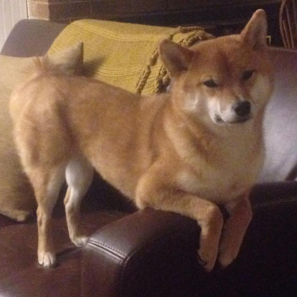 美国队后程发力争夺接力亚军,美国队接力重赛