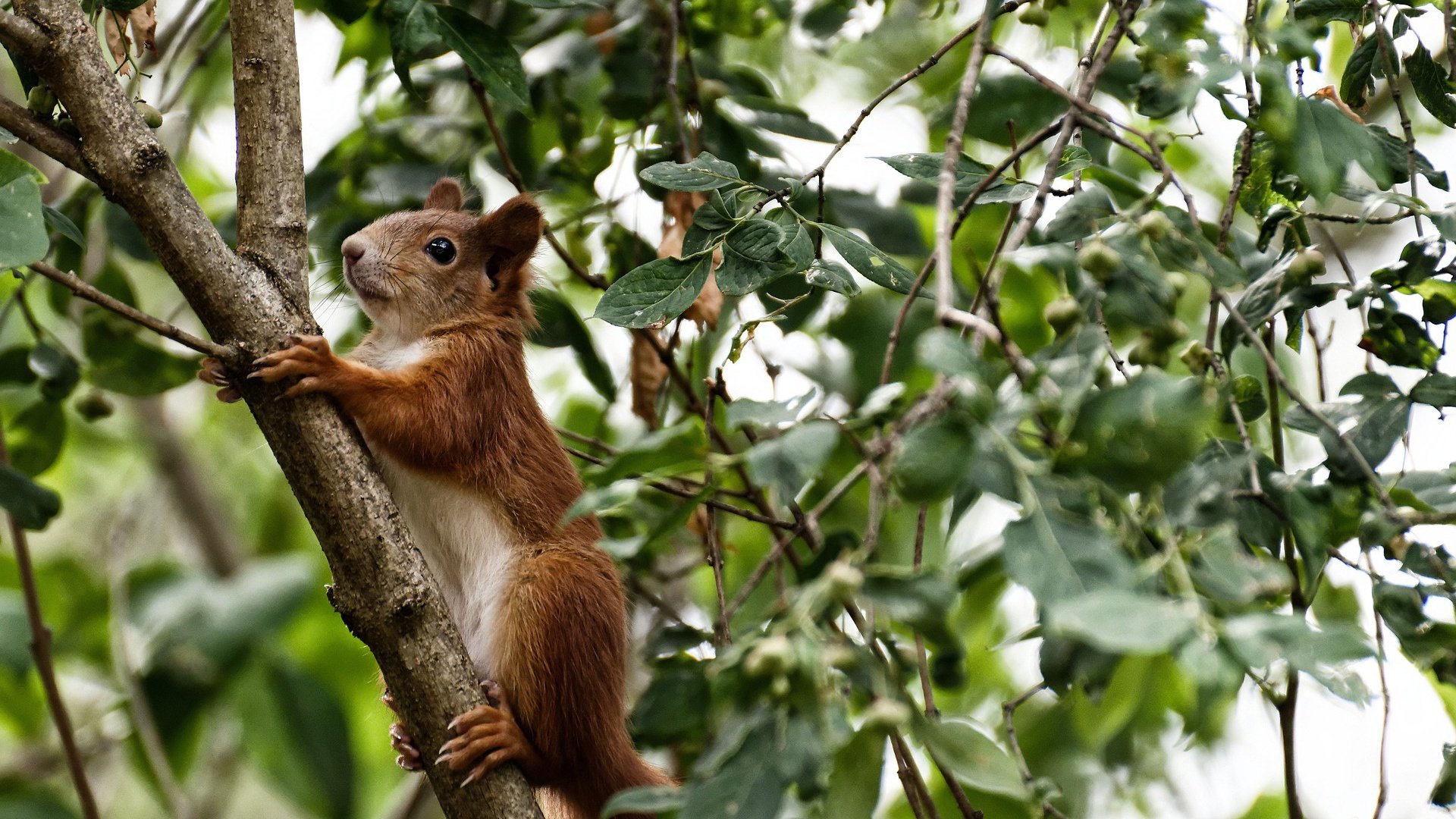 开云网站-自由泳接力波兰队逆转取胜，4×200自由泳接力全程回放